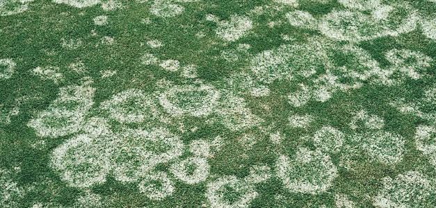 Snow Mold – What It Good For? Absolutely nothing