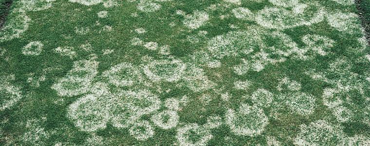 Snow Mold – What It Good For? Absolutely nothing