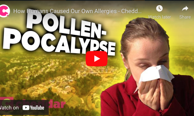 Why Since The 1970s Allergies Have Exploded